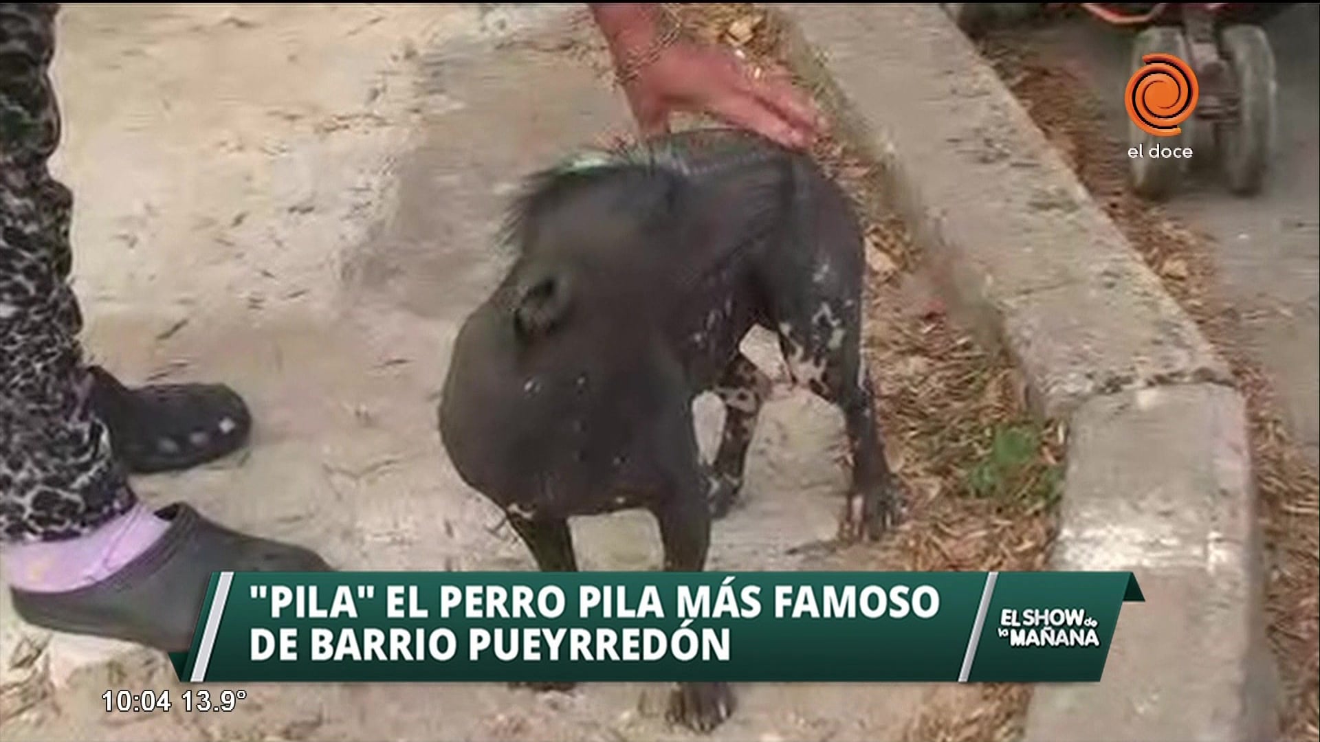 "Pila", el perro estrella de Pueyrredón