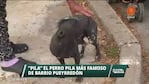 "Pila", el perro estrella de Pueyrredón