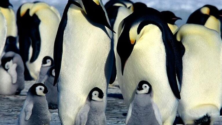 Pingüinos gigantes en Nueva Zelanda