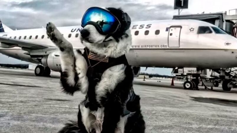 Piper, un border collie de 7 años que trabaja en el aeródromo de Michigan.