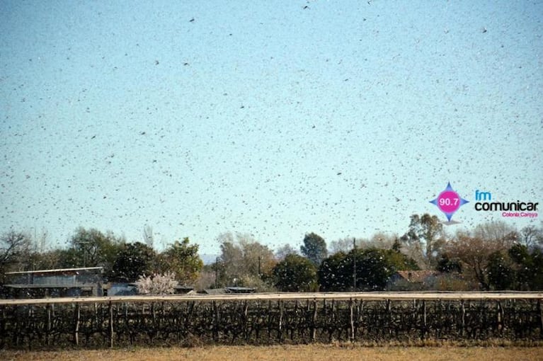 Plaga de langostas: impresionante invasión en Córdoba