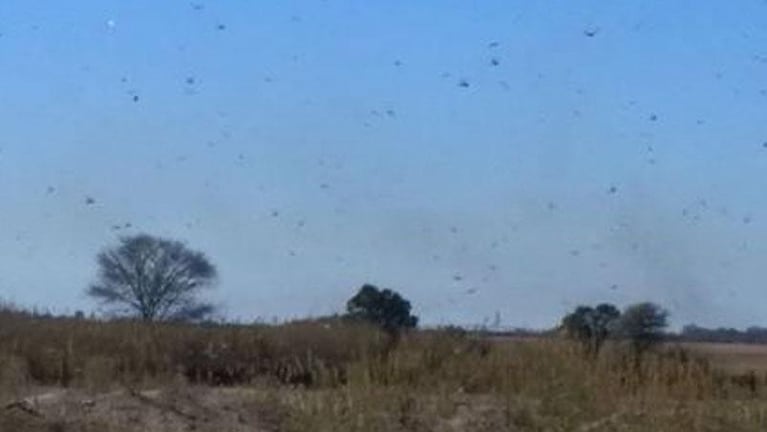 Plaga de langostas: impresionante invasión en Córdoba