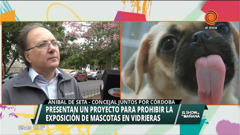 Planean prohibir mascotas en vidrieras