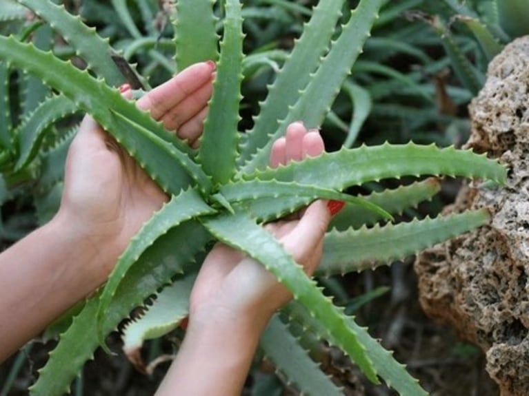 Planta de Aloe Vera