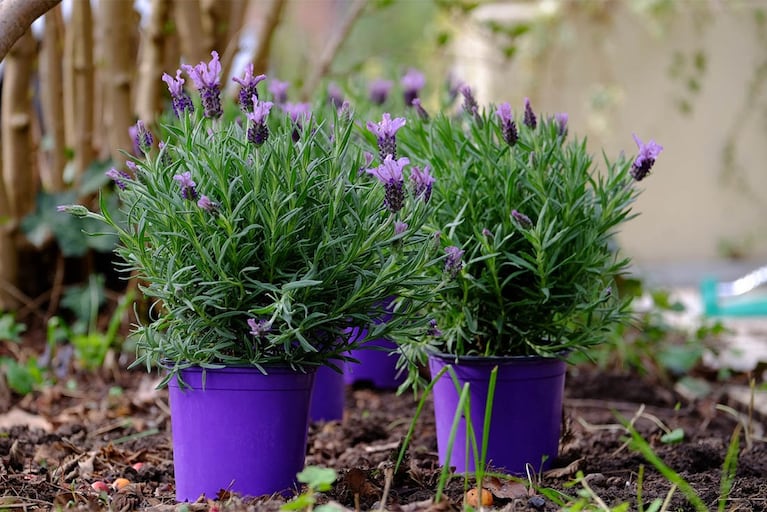 Planta de Lavanda