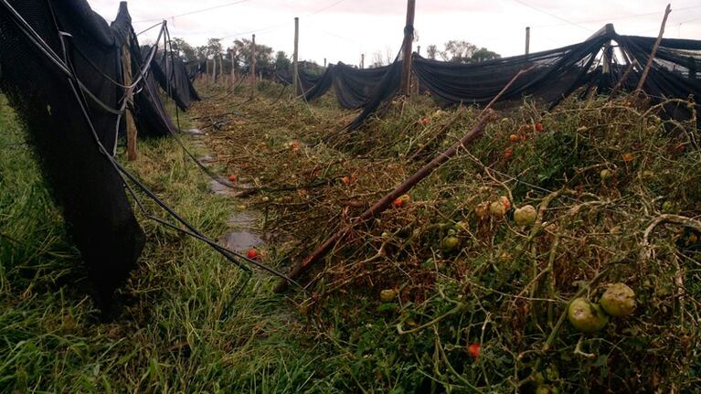 Plantaciones totalmente destruidas en el cinturón verde.