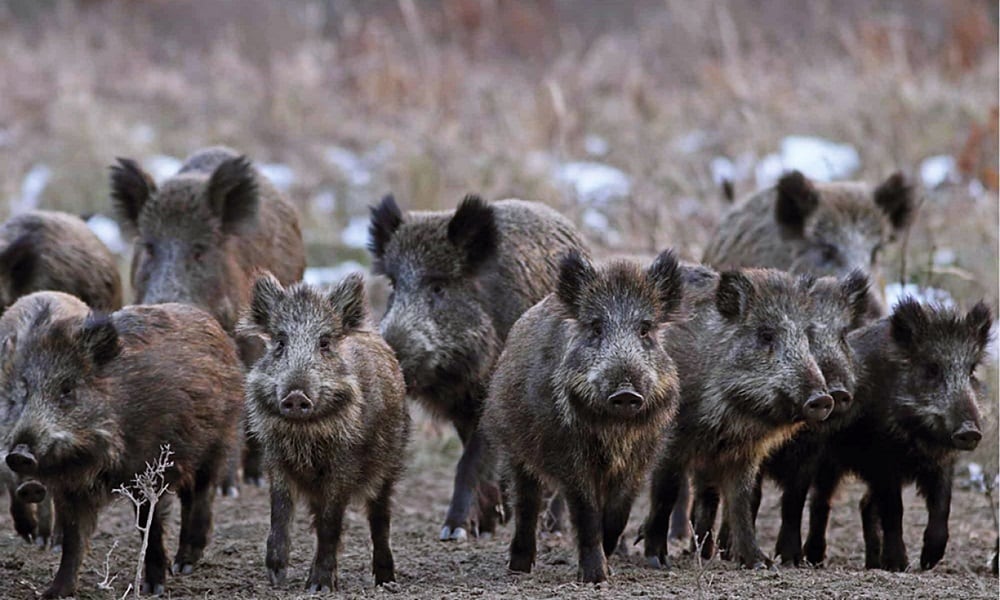 Podrían generar una industria regional con el "Chancho del Monte".