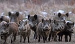 Podrían generar una industria regional con el "Chancho del Monte".