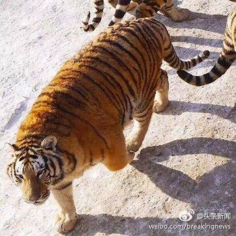 Polémica en China por tigres obesos