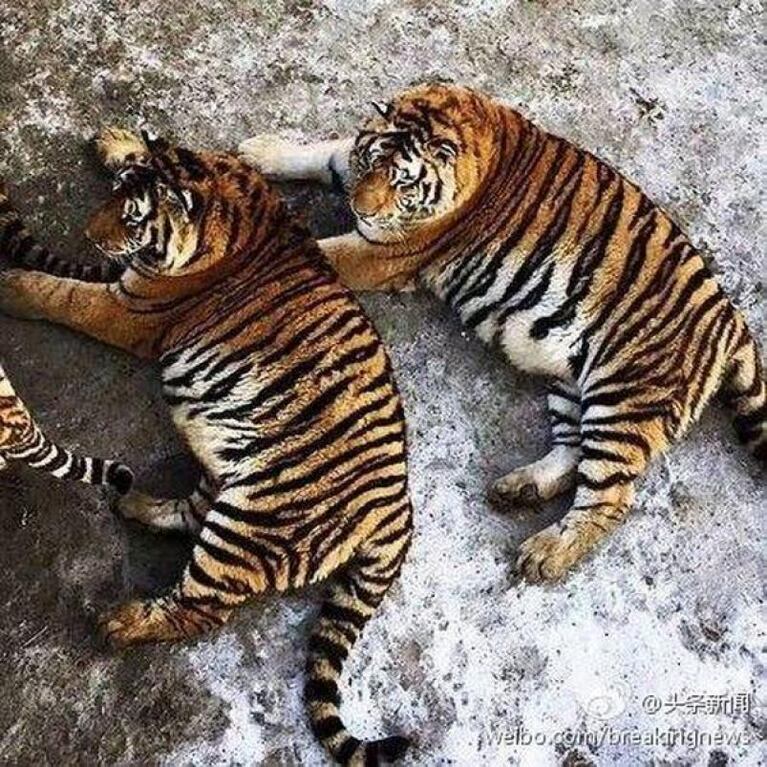 Polémica en China por tigres obesos