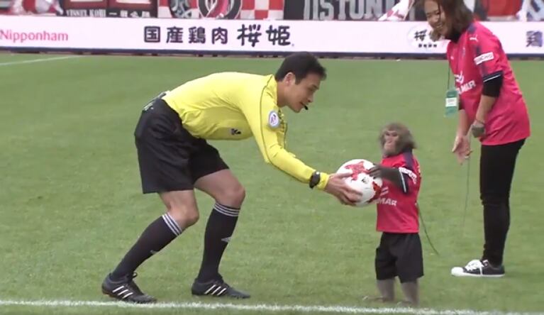 Polémica en Japón: un mono dio el "puntapié inicial" en un partido