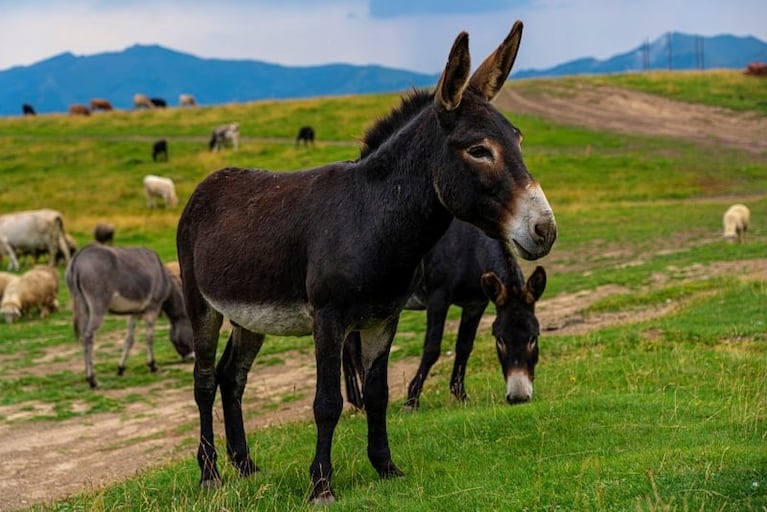Polémica por la venta de carne de burro