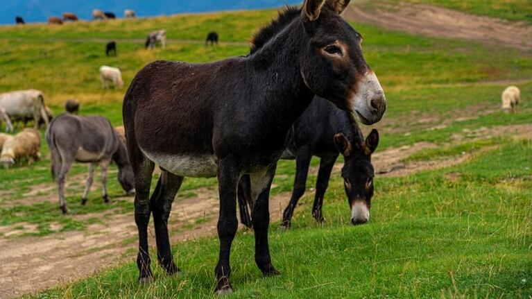 Polémica por la venta de carne de burro