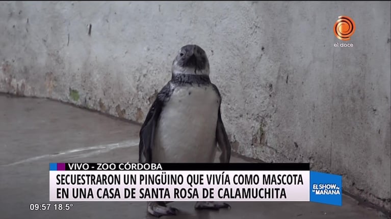 Policía ambiental rescata a pinguino en Santa Rosa