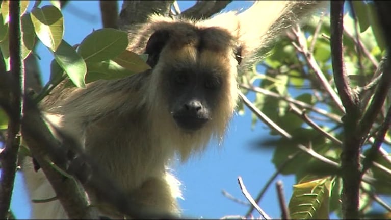 Policía Ambiental rescató a una familia de Monos Carayá