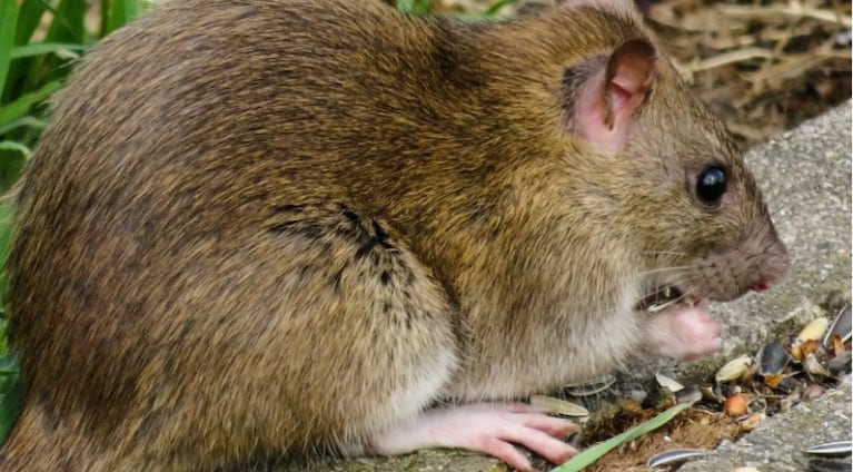 Policías indios acusaron a las ratas de comerse más de 500 kilos de marihuana