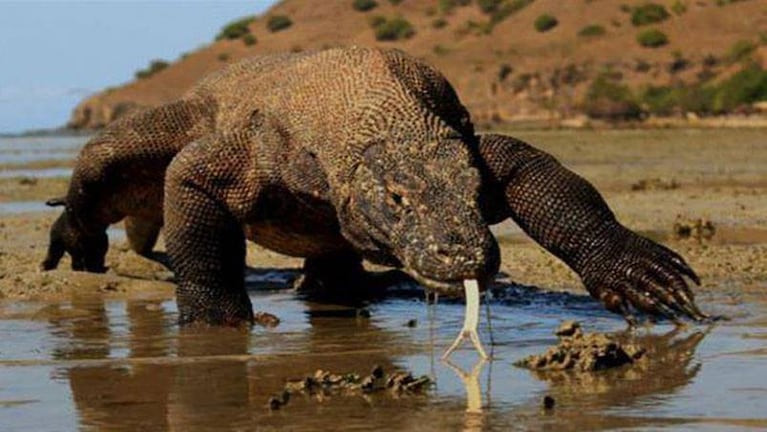 Por ahora, la especie está a salvo de la extinción. Foto: KSP Ariefiandy