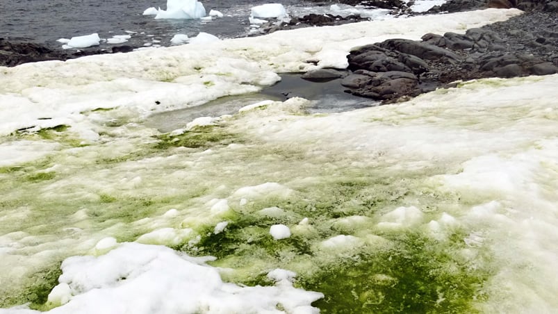 Por el cambio climático la Antártida se ve verde.