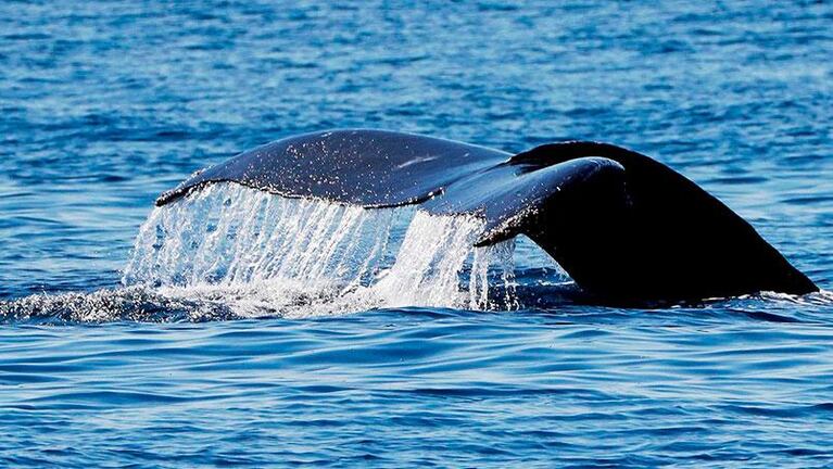 Por primera vez en la historia graban el canto de una ballena franca