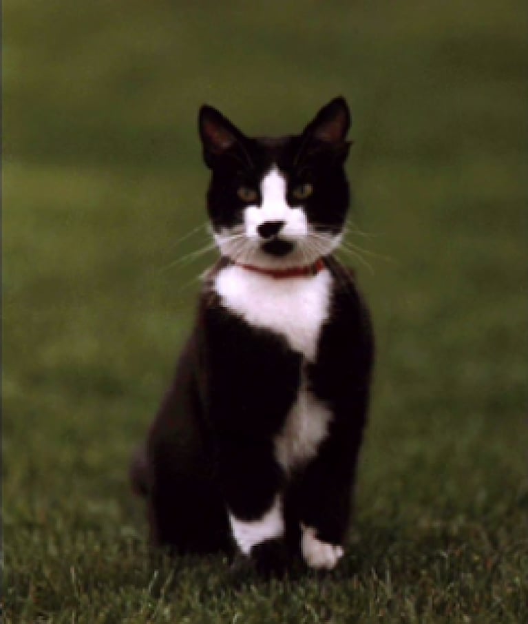 ¿Por qué se celebra el Día Internacional del Gato?