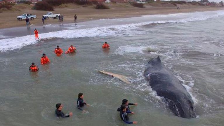 Prefectura intenta regresar a mar abierto a una ballena 