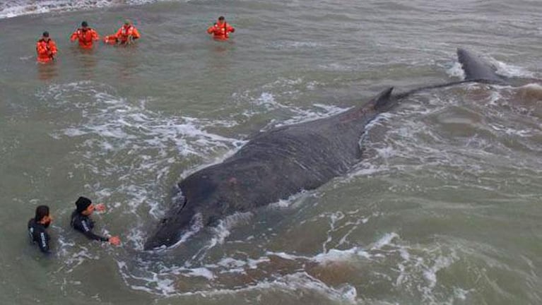 Prefectura intenta regresar a mar abierto a una ballena 