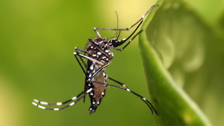 Preocupa el aumento de casos de dengue en Córdoba y el país.