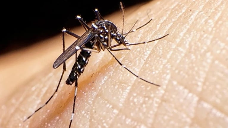 Preocupa la situación del dengue a nivel nacional.