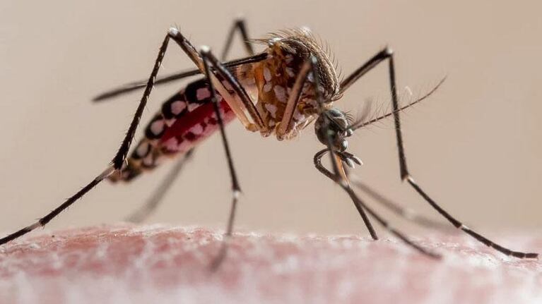 Preocupación por el aumento de los casos de dengue en Córdoba.