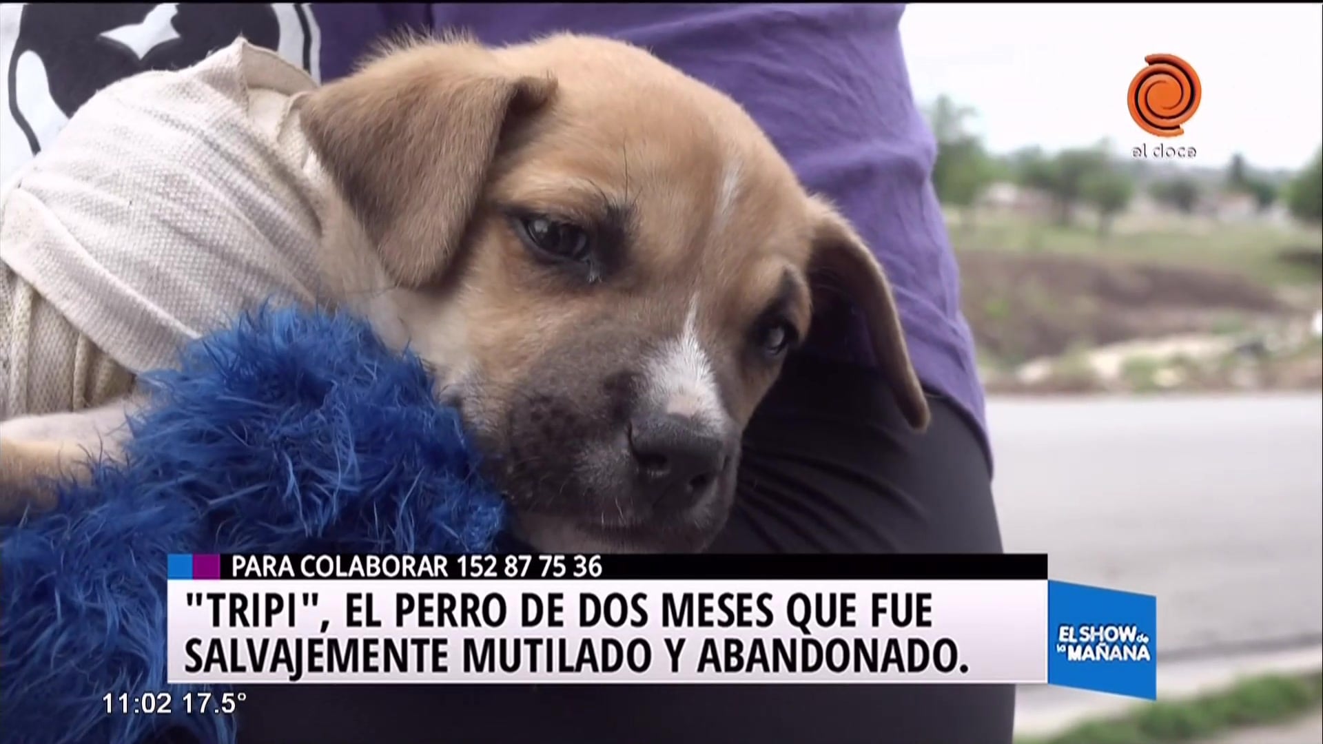 Preocupan los casos de maltrato animal