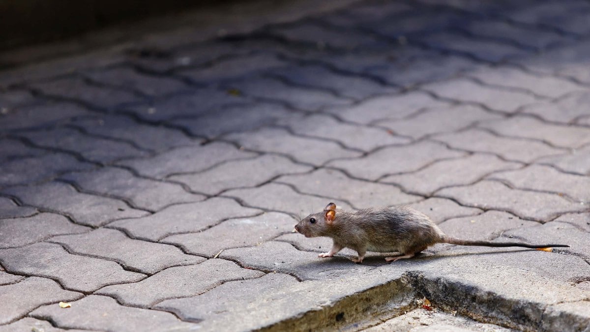 Prevención del hantavirus en Córdoba