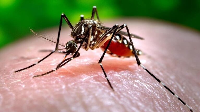 Primer caso autóctono de dengue en Córdoba