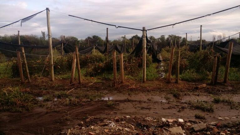 Productores perdieron todo y advierten aumento en las verduras