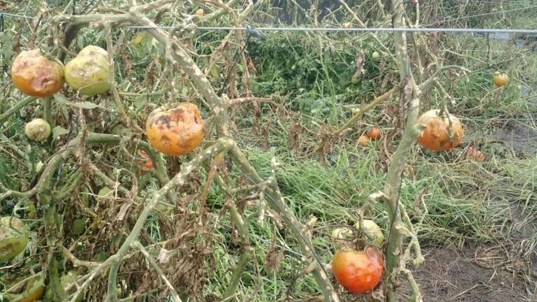 Productores perdieron todo y advierten aumento en las verduras