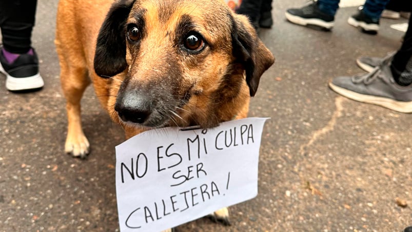 Protesta en Villa Allende por el falso veterinario que atacó a un perro.