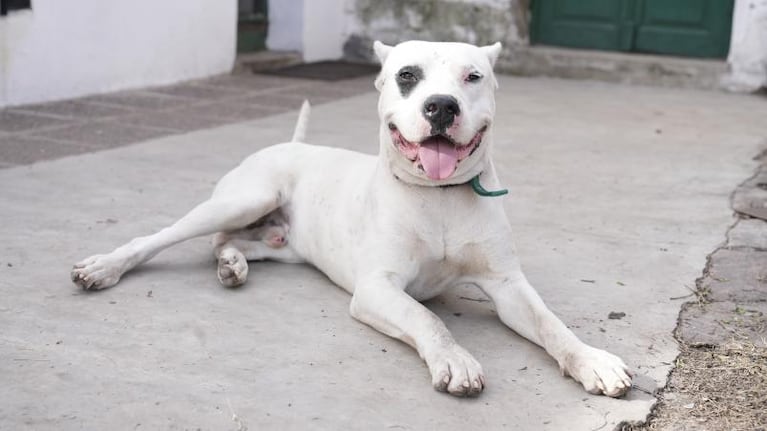 ¿Puede el dogo argentino vivir en familia? Qué hace violento a un perro de gran porte