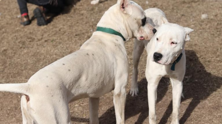¿Puede el dogo argentino vivir en familia? Qué hace violento a un perro de gran porte