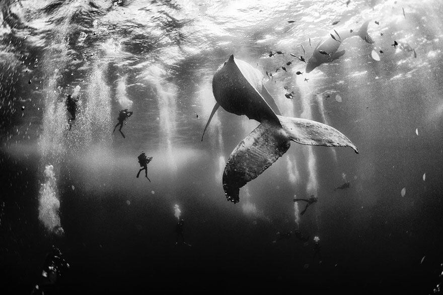 Puesto uno: foto Anuar Patjane. Susurro de ballenas en México. 