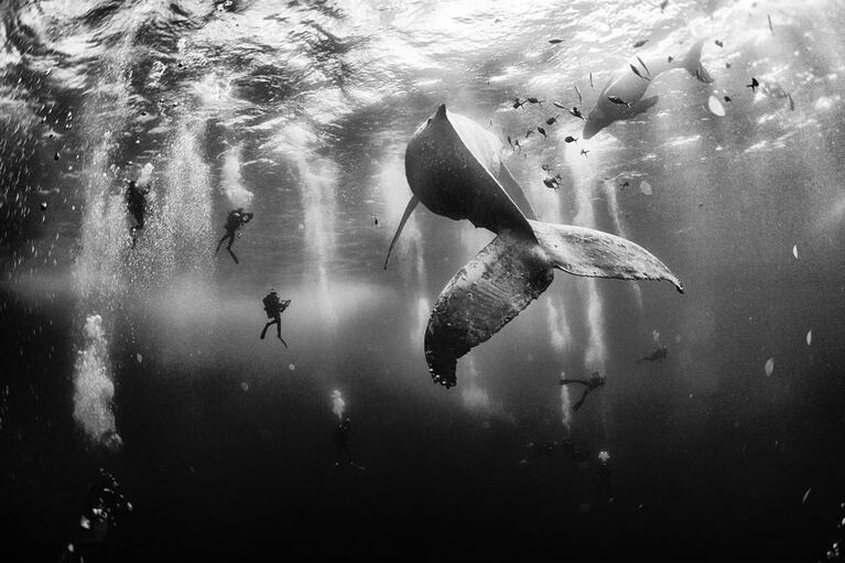 Puesto uno: foto Anuar Patjane. Susurro de ballenas en México. 