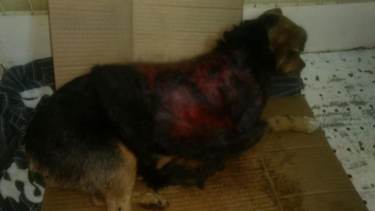 Pura crueldad: hallaron a una perrita despellejada