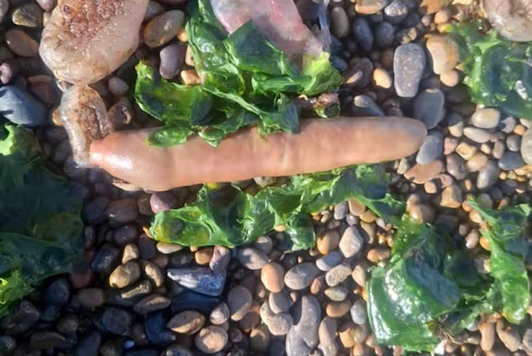 Qué es el "pez pene" y por qué apareció en la costa argentina.