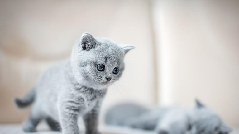 Qué es la certificación Cat-Friendly