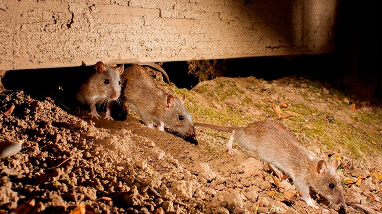 Qué es la leptospirosis, cómo se contagia y qué riesgos tiene