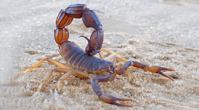 Qué hacer ante picaduras de alacranes.