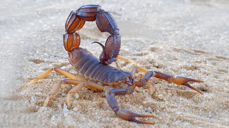 Qué hacer ante picaduras de alacranes.