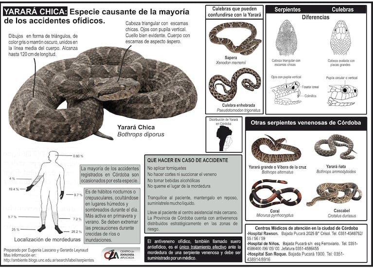 ¿Qué hacer ante una mordedura de Yarará?  (Infografía del Centro de Zoología Aplicada)