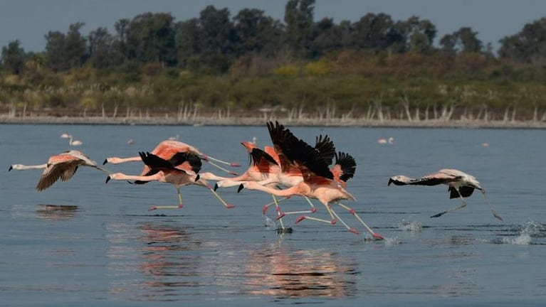 Qué hacer en el Parque Nacional Ansenuza: 10 actividades imperdibles