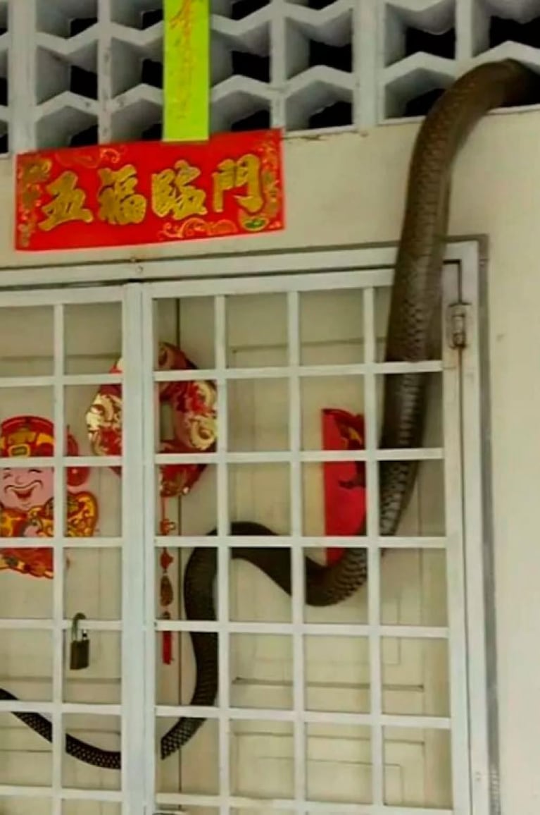 ¡Qué miedo! Una inmensa cobra real invadió una vivienda