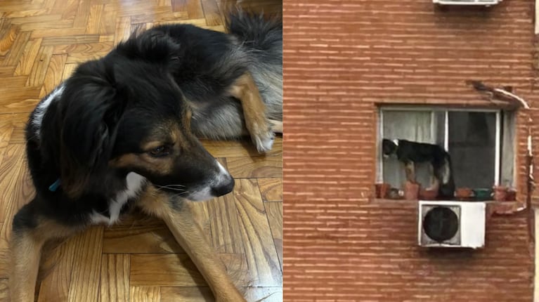 Qué pasó con el perro que estaba al borde de la ventana de un sexto piso y fue rescatado. (Foto: TN)