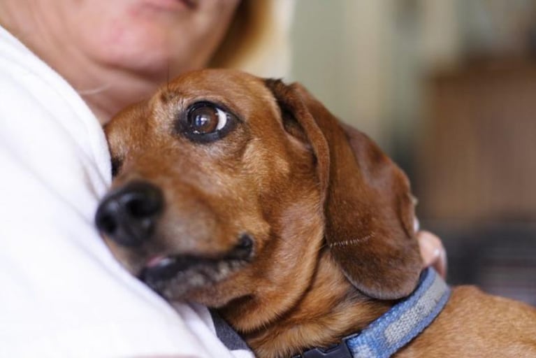 ¿Qué sienten las mascotas antes de morir?